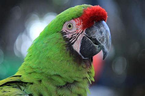 parrot macaw red amazon ave bird tropical bird animal jungle