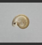 Afbeeldingsresultaten voor "skenea Serpuloides". Grootte: 172 x 185. Bron: www.aphotomarine.com