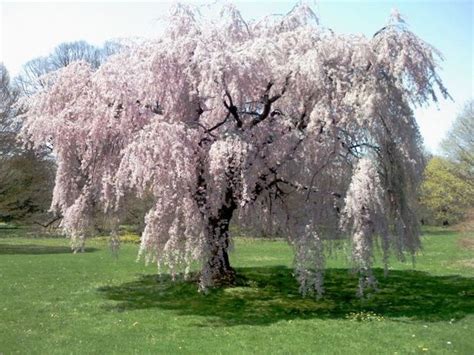 trees   encourage weeping cherry  grow larger gardening