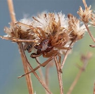 Afbeeldingsresultaten voor "siphocampe Arachne". Grootte: 187 x 185. Bron: medium.com