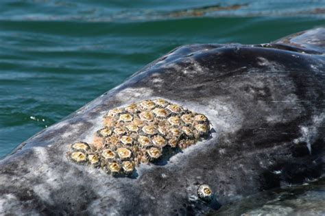 barnacles  gray whales laguna san ignacio ecosystem science program