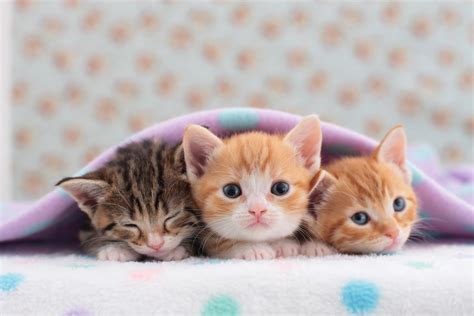 kittens cats  kittens club photo  fanpop