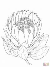 Protea Flower Coloring Pages Drawing African Flowers Printable Line King Colouring Supercoloring Proteas Drawings Africa Outline Simple Color Painting Super sketch template