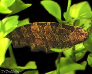 African Brown Knife Fish knifefish for sale