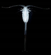 Afbeeldingsresultaten voor "lucicutia Flavicornis". Grootte: 172 x 185. Bron: plankton.image.coocan.jp