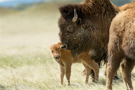 bison roam