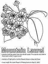Laurel Mountain Coloring Pennsylvania Connecticut Symbols State Flower Geography Pa States Lapbook Go United History Kidzone Ws Usa Popular sketch template