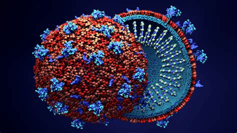 scientists figure    coronavirus breaks  human cells