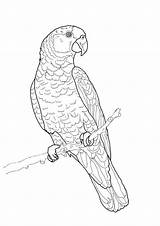 Coloring Parrot Pages Amazon Drawing Color Bird Imperial Print Adult Printable Parrots Outline Supercoloring Hard Para Green Colorear Colouring Fish sketch template