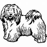 Havanese Drawing Dog Clip Head Getdrawings Drawings sketch template