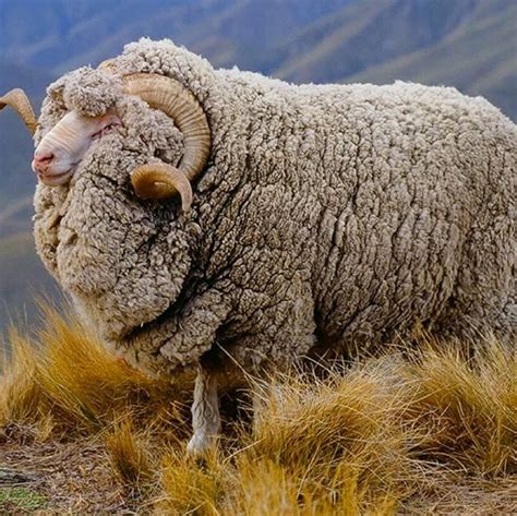 merino wool guide       merino wool