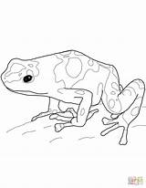 Frog Dart Poison Coloring Pages Yellow Banded Printable Drawing Drawings Blue Getdrawings Dot Supercoloring Popular sketch template