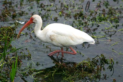 cannundrums american white ibis