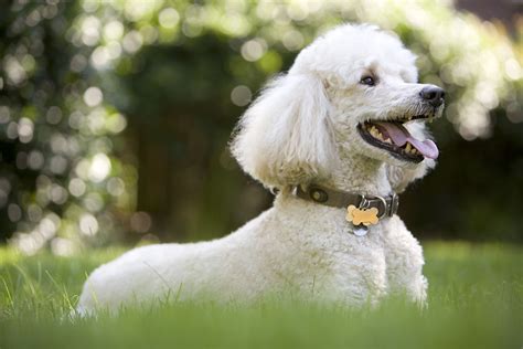 poodle dog breed profile