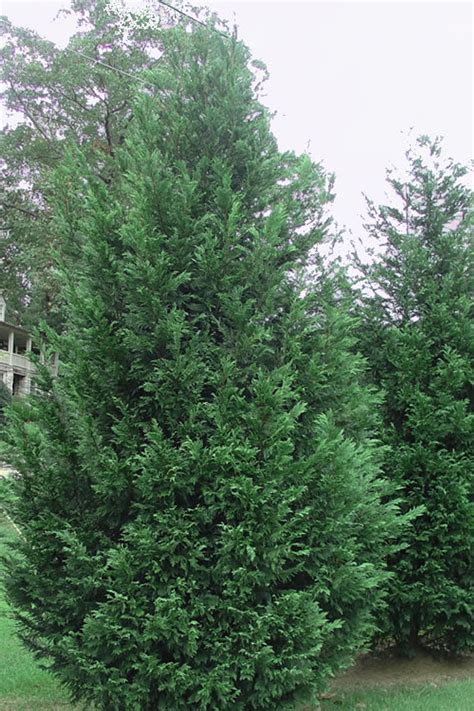 buy murray cypress wholesale fast growing cypress trees