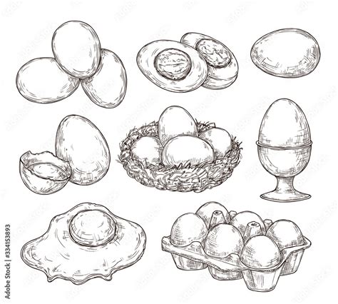 eggs sketch vintage natural egg broken shell hand drawn farming food
