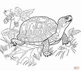 Eastern Mandalas Tartarughe Disegni Colorare Turtles Tortuga Ups Ninja Supercoloring Tortugas Letscolorit Lizard Entitlementtrap Rettili sketch template