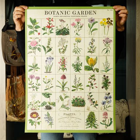 botanic garden poster  cavallini  ram shop