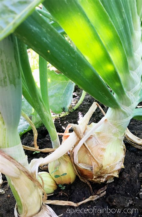 regrow onions  onion scraps easily  piece  rainbow