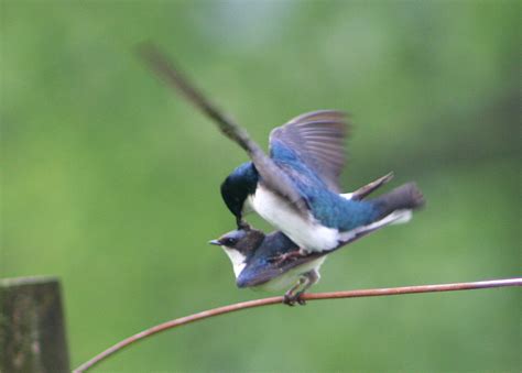 nature hermit bird sex