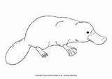 Platypus Drawing Draw Pages Wombat Easy Color Australian Colouring Animals Drawings Yahoo Search Stew Australia Colour Duckbill Animal Coloring Paintingvalley sketch template
