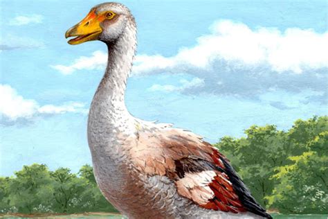 extinct giant goose   wings  fight   fly  scientist