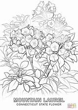 Coloring Pages Flower Pennsylvania State Connecticut Colorado Printable Template Drawing Indiana Color Getcolorings Categories Print sketch template