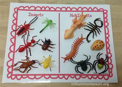 elegant bug activities  preschool images worksheet  kids