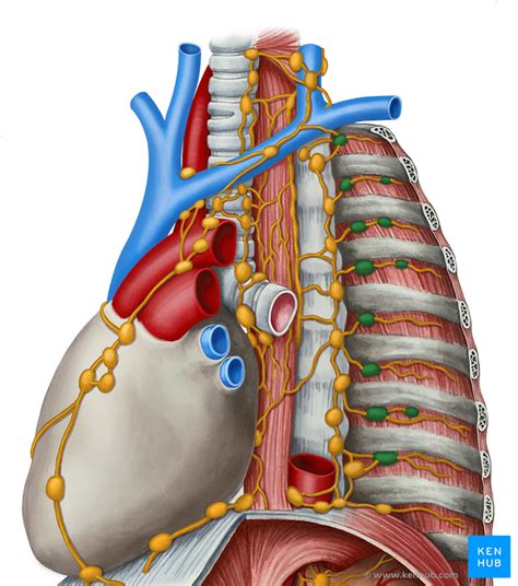 lymph nodes   thorax  abdomen anatomy kenhub