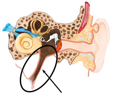 das ohr aufbau anatomie und wie es funktioniert