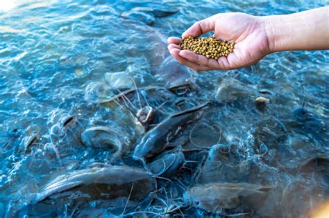 antibiotic feeds  catfish farmers alabama cooperative extension system