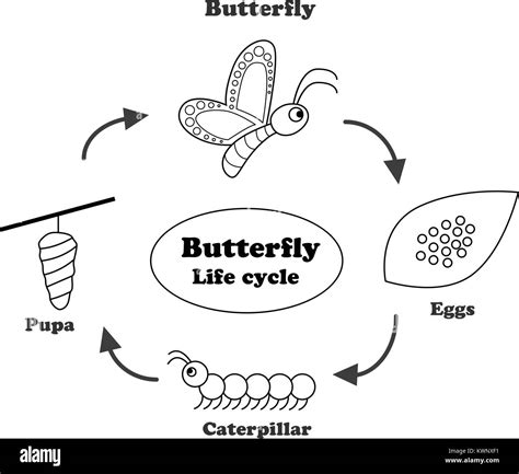 coloring pages butterfly life cycle