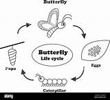 Ciclo Mariposa Vida Outline Papillon Contours Pour Linear Insektenkunde Sauver sketch template