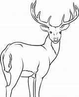 Deer Printable Coloring Pages Colouring Kids Drawing sketch template