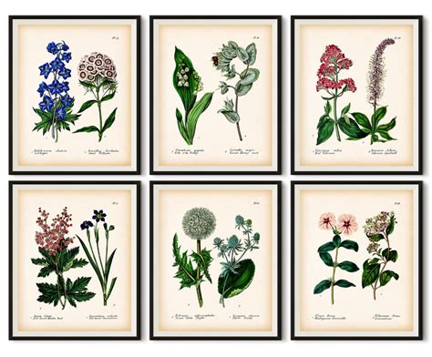 set   botanical prints botanical wall art antique botanical prints