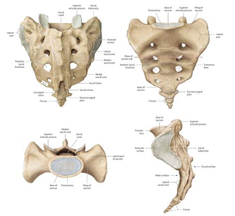 sacrum anatomy
