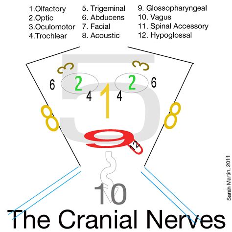 cranial nerves facenumbers nursing school tips nursing study nursing