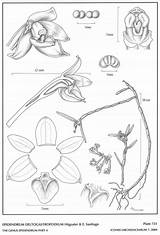 Hágsater Santiago Epidendrum Subgroup 2004 Group sketch template