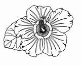 Hibiscus Hawaiian Getdrawings Drawing Flower sketch template