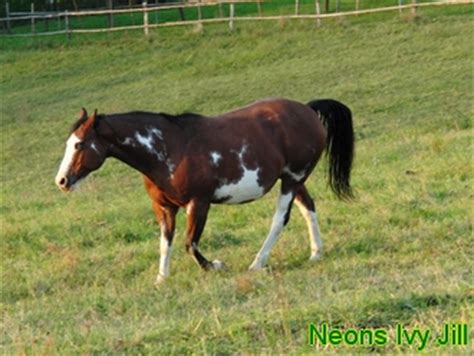 genomia horses overo color