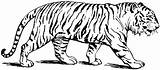 Tiger Coloring Pages Color Printable Kids sketch template