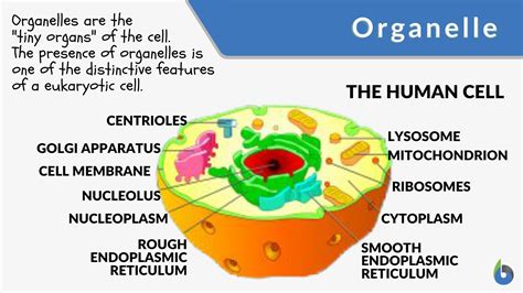 cell organelles function table
