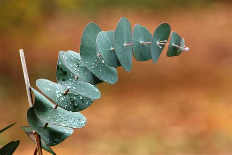 eukalyptus pflege tipps fuer hobbygaertner puristische zierpflanze im