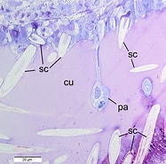 Afbeeldingsresultaten voor "rhopalomenia Aglaopheniae". Grootte: 187 x 185. Bron: www.researchgate.net