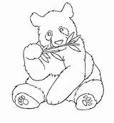 Panda Coloring Pages Pandas Bear Cute Colouring Bamboo Bears Drawings Printable Red Realistic Kids Template Clipart Eats Polar Library Codes sketch template