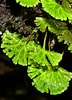 Afbeeldingsresultaten voor "coelodendrum Flabellatum". Grootte: 72 x 100. Bron: www.nzplants.auckland.ac.nz