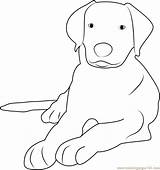 Duncan Greater Coloringpages101 Dog sketch template