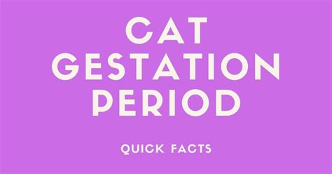 thought   cat gestation period  long