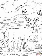Coloring Deer Pages Mule Printable Hunting Kids Blacktail Color Colouring Doe Bucks Drawing Print Skull Antler Sheet Head Books Antlers sketch template