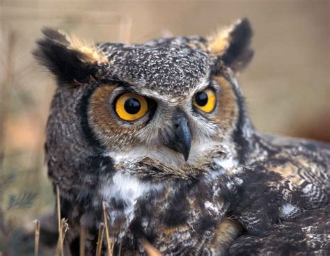 owl facts missouri department  conservation